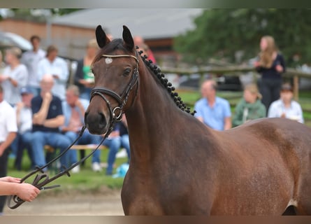 Trakehner, Stute, 3 Jahre, Brauner