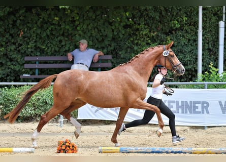 Trakehner, Stute, 3 Jahre, Fuchs
