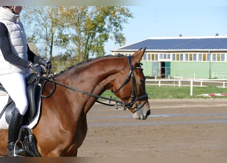 Trakehner, Stute, 4 Jahre, 160 cm, Brauner