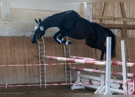 Trakehner, Stute, 4 Jahre, 162 cm, Schwarzbrauner