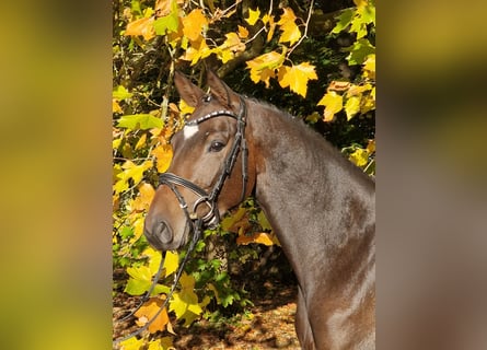 Trakehner, Stute, 4 Jahre, 163 cm, Brauner