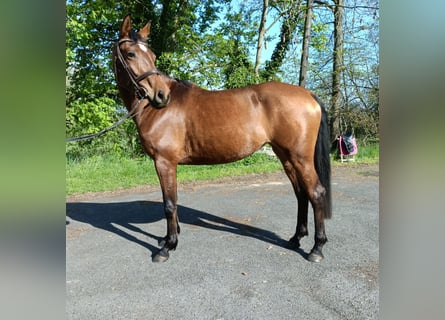 Trakehner, Stute, 4 Jahre, 163 cm, Hellbrauner