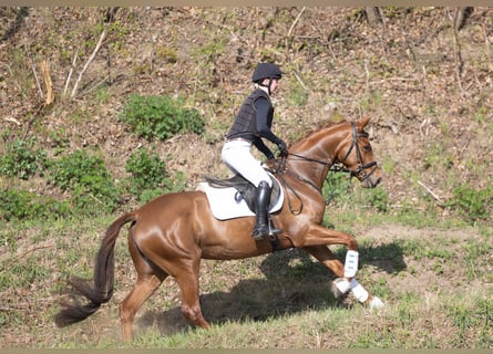 Trakehner, Stute, 4 Jahre, 164 cm, Fuchs