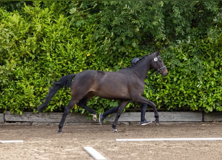 Trakehner, Stute, 4 Jahre, 165 cm, Dunkelbrauner