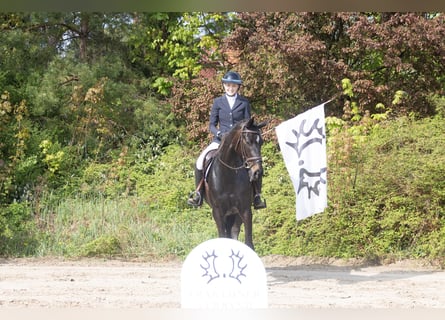 Trakehner, Stute, 4 Jahre, 165 cm, Dunkelbrauner