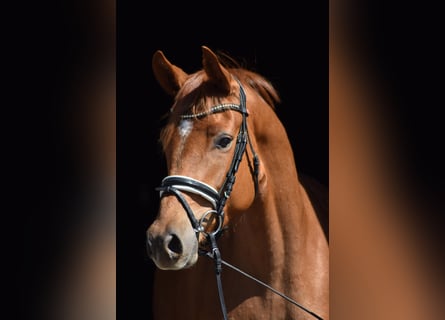 Trakehner, Stute, 4 Jahre, 165 cm, Fuchs