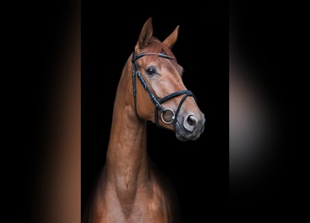 Trakehner, Stute, 4 Jahre, 165 cm, Rotbrauner