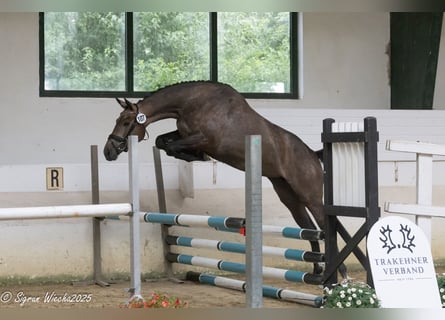 Trakehner, Stute, 4 Jahre, 165 cm, Schimmel