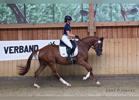 Trakehner, Stute, 4 Jahre, 165 cm