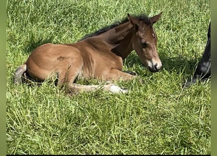 Trakehner, Stute, 4 Jahre, 166 cm