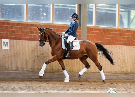 Trakehner, Stute, 4 Jahre, 168 cm, Brauner