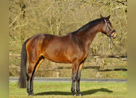 Trakehner, Stute, 4 Jahre, 168 cm, Brauner
