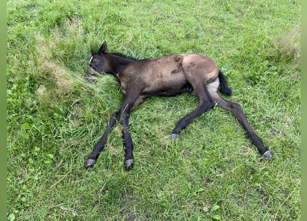 Trakehner, Stute, 4 Jahre, 168 cm