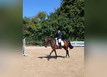 Trakehner, Stute, 4 Jahre, 168 cm, Dunkelbrauner