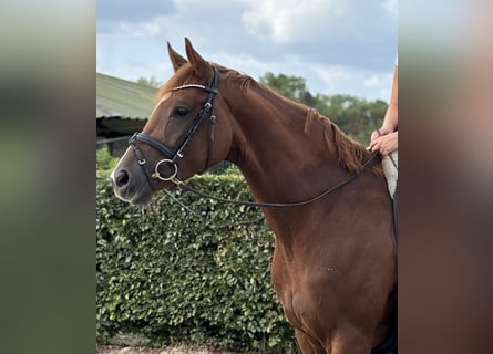 Trakehner, Stute, 4 Jahre, 168 cm, Fuchs