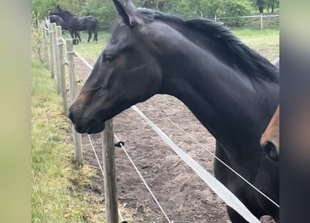Trakehner, Stute, 4 Jahre, 168 cm, Kann Schimmel werden