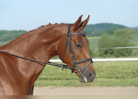 Trakehner, Stute, 4 Jahre, 169 cm, Fuchs