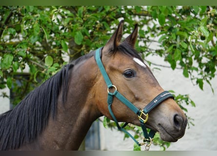 Trakehner, Stute, 4 Jahre, 172 cm, Brauner
