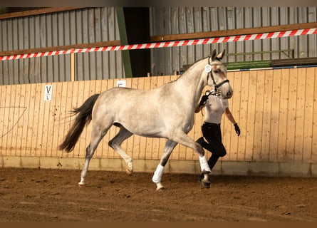Trakehner, Stute, 4 Jahre, Schimmel