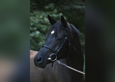 Trakehner, Stute, 5 Jahre, 160 cm, Rappe