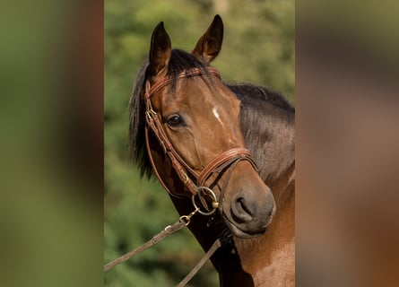Trakehner, Stute, 5 Jahre, 161 cm, Brauner