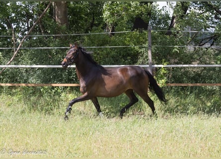 Trakehner, Stute, 5 Jahre, 161 cm, Dunkelbrauner
