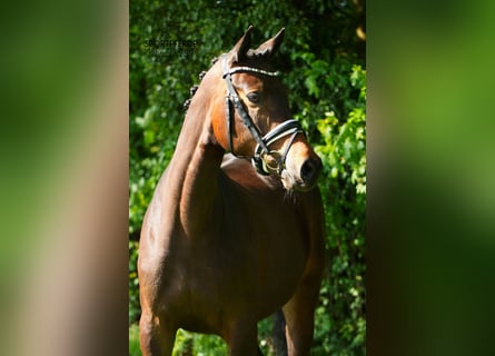 Trakehner, Stute, 5 Jahre, 162 cm, Dunkelbrauner