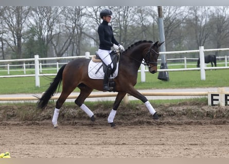 Trakehner, Stute, 5 Jahre, 164 cm, Brauner