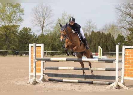Trakehner, Stute, 5 Jahre, 164 cm, Brauner