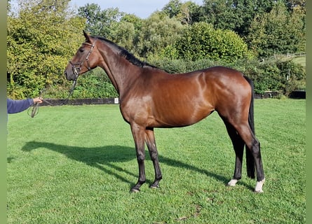 Trakehner, Stute, 5 Jahre, 164 cm, Brauner