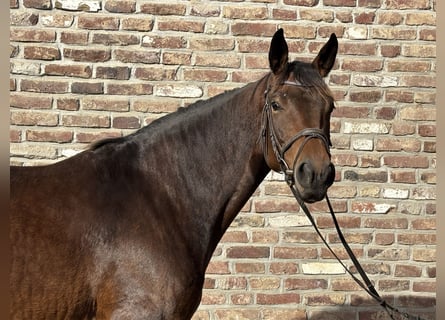 Trakehner, Stute, 5 Jahre, 165 cm, Dunkelbrauner