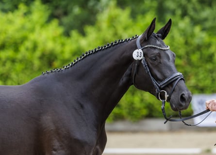 Trakehner, Stute, 5 Jahre, 166 cm, Rappe