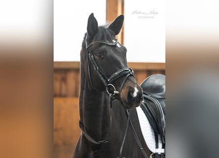 Trakehner, Stute, 5 Jahre, 166 cm, Schwarzbrauner