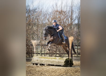 Trakehner, Stute, 5 Jahre, 166 cm, Schwarzbrauner