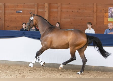 Trakehner, Stute, 5 Jahre, 167 cm, Brauner