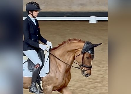 Trakehner, Stute, 5 Jahre, 167 cm, Fuchs