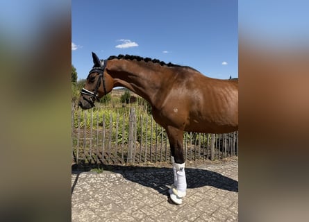 Trakehner, Stute, 5 Jahre, 168 cm, Brauner