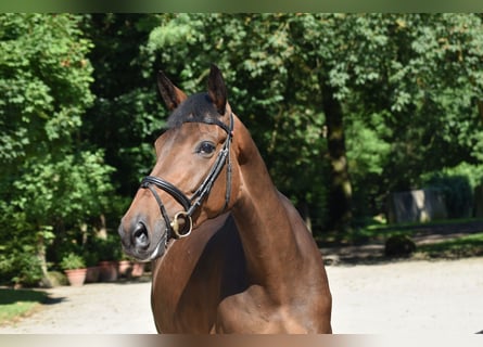 Trakehner, Stute, 5 Jahre, 168 cm, Brauner