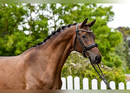 Trakehner, Stute, 5 Jahre, 170 cm, Dunkelbrauner