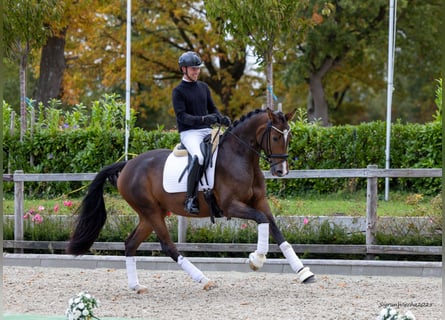 Trakehner, Stute, 5 Jahre, 171 cm, Brauner