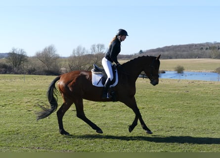 Trakehner, Stute, 5 Jahre, 171 cm, Brauner
