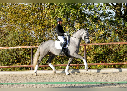 Trakehner, Stute, 5 Jahre, 171 cm, Schimmel