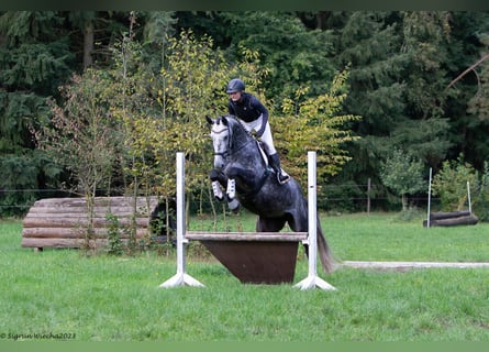 Trakehner, Stute, 5 Jahre, 172 cm, Schimmel