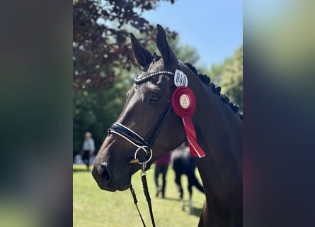 Trakehner, Stute, 5 Jahre, 173 cm, Dunkelbrauner