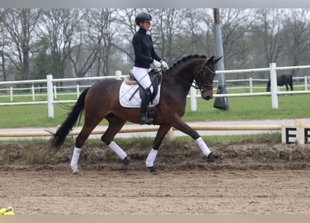 Trakehner, Stute, 6 Jahre, 162 cm, Brauner