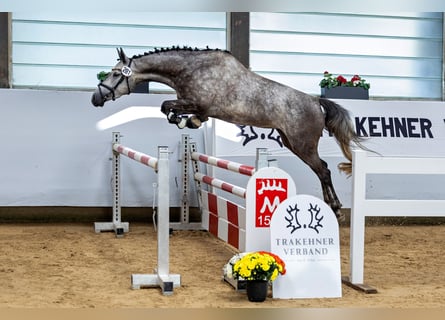 Trakehner, Stute, 6 Jahre, 163 cm, Schimmel
