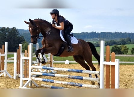 Trakehner, Stute, 6 Jahre, 165 cm, Brauner