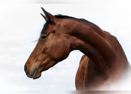 Trakehner, Stute, 6 Jahre, 165 cm, Brauner