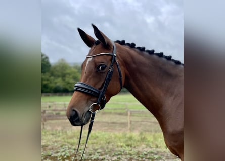 Trakehner, Stute, 6 Jahre, 165 cm, Brauner