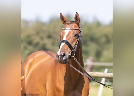 Trakehner, Stute, 6 Jahre, 167 cm, Brauner